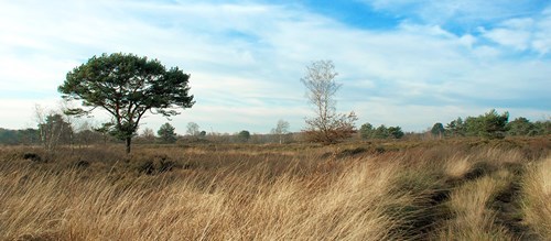 Avondveiling